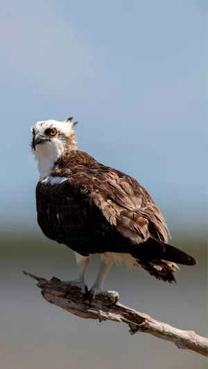 Majestic Osprey Perched Wallpaper