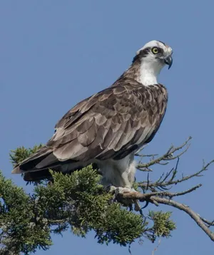 Majestic Osprey Perched Wallpaper
