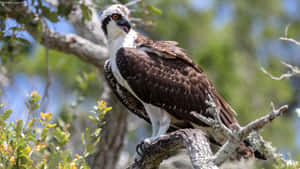 Majestic Osprey Perchedin Nature.jpg Wallpaper