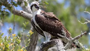 Majestic Osprey Perchedin Nature.jpg Wallpaper