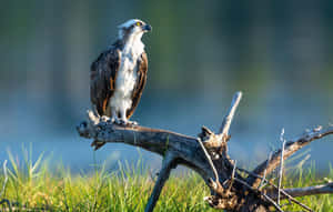 Majestic Osprey Perchedon Branch Wallpaper