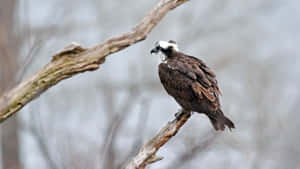 Majestic Osprey Perchedon Branch Wallpaper