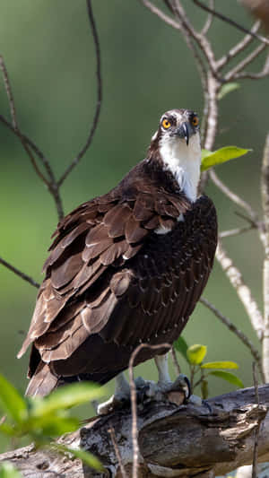 Majestic Osprey Perchedon Branch Wallpaper