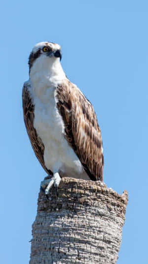 Majestic Osprey Perchedon Tree Stump Wallpaper