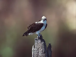 Majestic Osprey Perchedon Weathered Post.jpg Wallpaper
