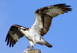 Majestic Osprey Spreading Wings Wallpaper