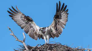 Majestic Osprey Spreading Wings Wallpaper