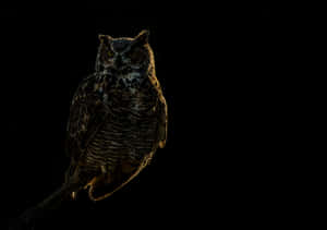 Majestic_ Owl_in_ Shadow Wallpaper