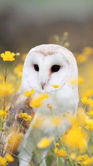 Majestic Owl Phone Wallpaper Wallpaper