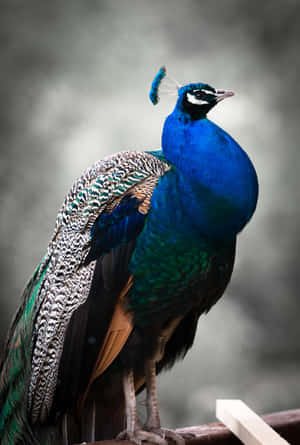 Majestic Peacock Portrait Wallpaper