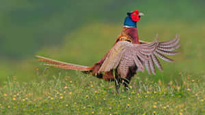 Majestic Pheasant Spreading Wings Wallpaper