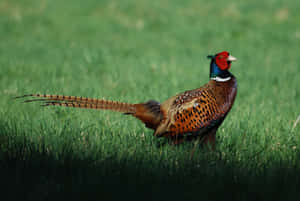 Majestic Pheasantin Grass Wallpaper