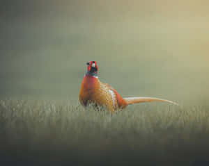 Majestic Pheasantin Grassland Wallpaper