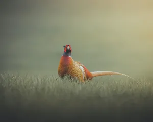 Majestic Pheasantin Grassland Wallpaper