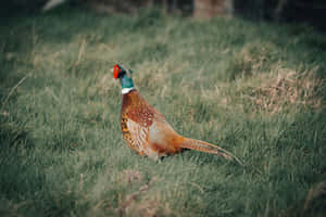 Majestic Pheasantin Grassland.jpg Wallpaper