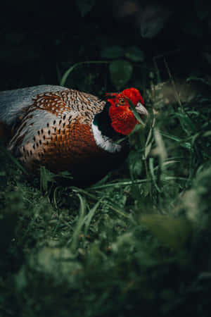 Majestic Pheasantin Natural Habitat.jpg Wallpaper