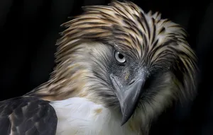 Majestic_ Philippine_ Eagle_ Closeup.jpg Wallpaper