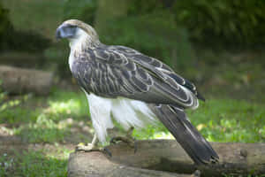 Majestic_ Philippine_ Eagle_ Perched.jpg Wallpaper