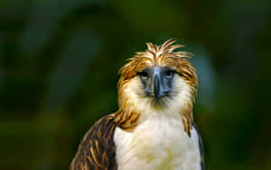 Majestic_ Philippine_ Eagle_ Portrait Wallpaper