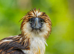 Majestic_ Philippine_ Eagle_ Portrait Wallpaper