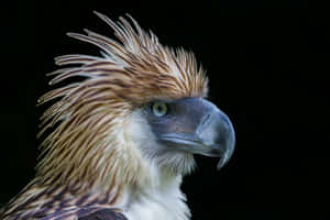 Majestic_ Philippine_ Eagle_ Portrait Wallpaper