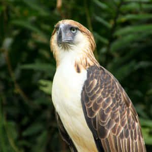 Majestic_ Philippine_ Eagle_ Profile Wallpaper