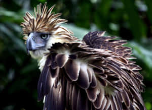 Majestic_ Philippine_ Eagle_ Profile Wallpaper