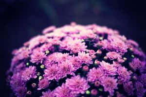 Majestic Pink Chrysanthemums In Full Bloom Wallpaper