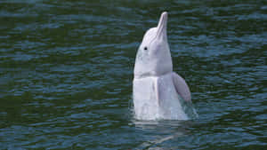 Majestic Pink Dolphin Leaping In The Ocean Wallpaper