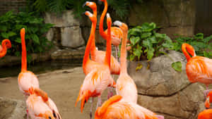 Majestic Pink Flamingos Captivating Visitors At The Zoo Wallpaper