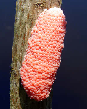 Majestic Pink Snail On A Forest Adventure Wallpaper