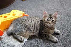 Majestic Pixie-bob Cat Lounging On A Tree Branch Wallpaper