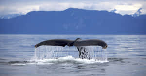 Majestic Pose Of Humpback Whale Under Deep Blue Sea Wallpaper