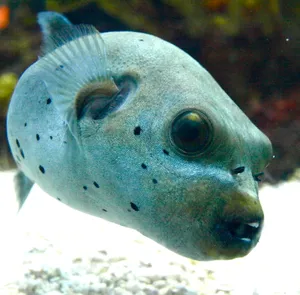 Majestic Pufferfish In Its Natural Ocean Habitat Wallpaper