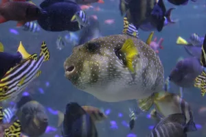 Majestic Pufferfish Swimming Underwater Wallpaper