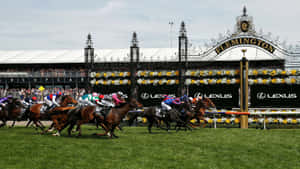 Majestic Racehorse Readying For Melbourne Cup Day Wallpaper