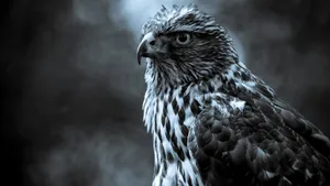 Majestic_ Raptor_ Closeup_ Portrait_4 K Wallpaper