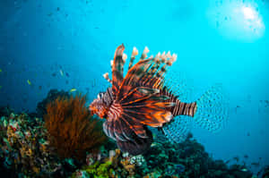 Majestic Red Lionfish Underwater Wallpaper