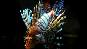 Majestic_ Red_ Lionfish_ Underwater Wallpaper