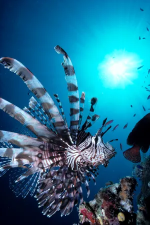 Majestic_ Red_ Lionfish_ Underwater Wallpaper