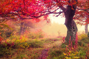 Majestic Red Tree At Dusk Wallpaper