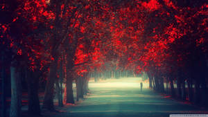 Majestic Red Trees Flanking A Serene Path Wallpaper