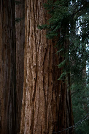 Majestic_ Redwood_ Forest_ Detail Wallpaper