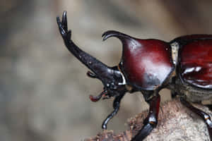 Majestic_ Rhinoceros_ Beetle_ Closeup.jpg Wallpaper