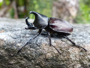 Majestic_ Rhinoceros_ Beetle_ Profile.jpg Wallpaper