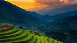 Majestic Rice Terraces Wallpaper