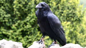 Majestic Rook Bird Perched Outdoors.jpg Wallpaper