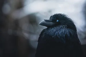 Majestic_ Rook_ Closeup_ Portrait.jpg Wallpaper