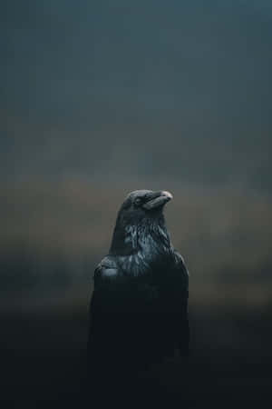 Majestic_ Rook_in_ Misty_ Background.jpg Wallpaper