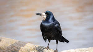 Majestic Rook Standingon Rock Wallpaper